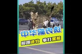 中华狸花猫竟一夜之间火爆国外，原因竟然是...#萌宠出道计划