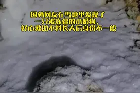国外网友在雪地里发现了 一只被冻僵的小奶狗，好心救助不料长大后身份不一般#萌宠出道计划 #神奇动物在抖音 #治愈视频封面