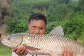 红眼刺眼鳟，草鱼，鲤鱼，翘嘴最喜欢吃的药酒花生制作方法及打法！自制更省钱，效果更好！#红眼刺眼鳟花生饵料制作及钓法#草鱼鲤鱼翘嘴小药花生制作方法及配方#红眼刺眼鳟草鱼鲤鱼野钓配方