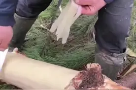 原来吃树皮吃的是韧皮部和形成层，我还以为是抱着树直接啃视频封面