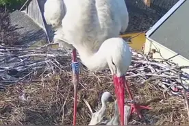 白鹳鸟巢里面有5只雏鸟，小五很有可能成为食物！ #神奇动物在抖音 #野生动物零距离 #鸟类实拍