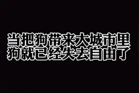 狗怎么样取决于在什么环境