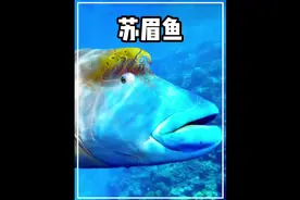 海中贵族（苏眉鱼）#鱼的花式做法 #海洋生物 #海鲜美食