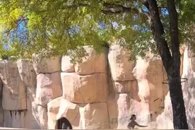 惊险时刻。美国沃斯堡动物园的两个饲养员和一只银背大猩猩留在一个围栏里。#带你看世界视频封面