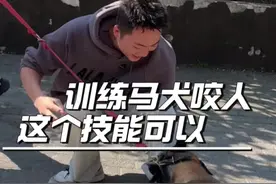 别个都是纠正狗不咬人，这个马犬是倒反天罡啊 #狗咬人 #重庆训犬 #狗狗上学 #马犬视频封面