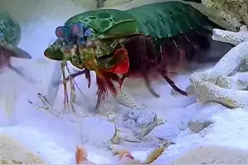 七彩螳螂虾，一拳出火花，攻击速度堪比子弹#科普 #七彩螳螂虾 #雀尾螳螂虾