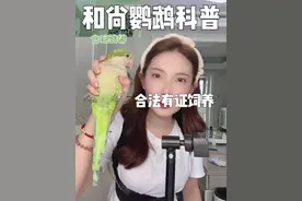 和尚鹦鹉的优缺点，视频有点长，创作不易，希望可以帮助到你，请多多支持#手养鹦鹉 #唠嗑#和尚鹦鹉 #合法养殖视频封面