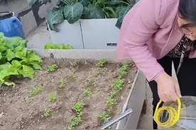 不要钱的淘米水要利用起来，发酵好用来浇菜，是不错的有机肥。#阳台种菜 #关注我一起学种菜视频封面