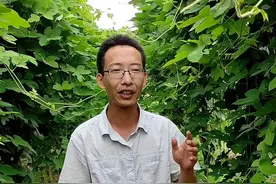 高明合水粉葛为什么要在新历2月份开始种植，为什么我们的粉葛生长得特别快，怎么样可以做到春种秋收一直挖到冬季。#新农人计划2024 #优质农产品 #源头好生鲜 #葛根 #合水粉葛