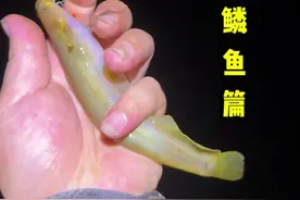 我是太低估马山电工厉害了。不得不换位置电工电不到地方#钓鱼 #夜钓 #原来钓鱼才是抖音运动顶流 #天网鱼饵 #沃鼎王者神剑二代视频封面