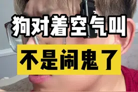 你们的狗有突然间对着空气叫的情况吗#养狗经验分享 #养狗小知识 #狗狗迷惑行为 #养宠进阶指南视频封面