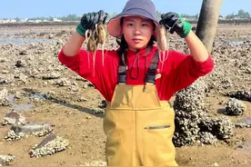 #赶海 冬季八爪鱼洄游浅海，渔民每天翻石头抓八爪鱼都能够收入满满#八爪鱼 #我的乡村生活