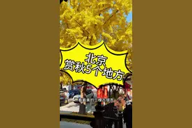 北京最美的秋天到了，推荐5个看银杏的好地方，错过就要再等一年 #北京银杏 #北平之秋视频封面
