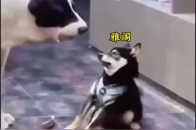 不是说雅阁动力好操控好，怎么连个迈锐宝XL都跑不过