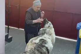 #老人与狗 #中亚牧羊犬视频封面