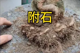 小叶榔榆，附了个石#种植小技巧 #盆景 #修剪 #盆景培养技术 #我的花花草草🌸🌸视频封面