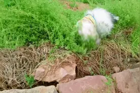 #它好像知道自己很可爱 #感受到了小狗的开心