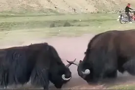 高原霸主野牦牛的实力非常强悍#神奇动物在抖音 #解说版动物世界 #内容启发搜索视频封面