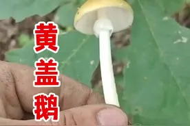 剧毒的——黄盖鹅膏菌。#剧毒蘑菇 #毒蘑菇 #野生菌 #采蘑菇 #蘑菇科普