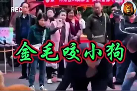 金毛咬住小狗死不松口！ #神奇动物在抖音