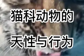 猫科动物的天性与行为，作为超级食肉动物的它们到底有多危险？#猫科动物 #狮子 #老虎 #猛犬 #野生动物零距离