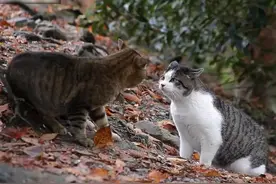 杀伤力极强的物种，动不动就踢腰子#猫咪 #狸花猫 #萌宠出道计划