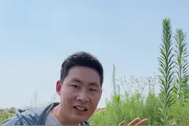 这个植物就是大名鼎鼎的问荆草，传说他的底下有黄金，你的家乡有这种植物吗？#植物科普 #识百草 #你的家乡有这种植物吗 #新农人计划2023视频封面