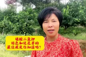 我们用来促花芽转色的磷酸二氢钾的浓度，老吴一直不让我对外说😂视频封面