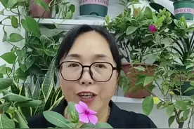 长春花又称夺命花#养花小知识 #绿植 #长春花 #花卉绿植 #盆栽