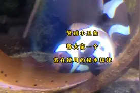 繁殖小丑鱼，教大家一个我在使用的换水规律。#海水鱼珊瑚