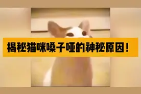 揭秘猫咪嗓子哑的神秘原因。#科学养宠攻略 #养猫经验分享