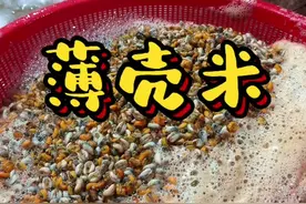 薄壳米 潮汕夏天特有的味道，大海里米，经过多重工序，五斤薄壳才能打出一斤薄壳米，你吃过吗？#潮汕美食 #薄壳米 #抖音美食推荐官 #地方特色美食 #潮汕人视频封面