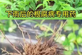 #根腐病专用药 #效果好 #根腐病是什么原因造成的 #桃子西瓜甜瓜苗根腐病视频封面