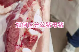 教你剔肉 如何区分公猪母猪#猪肉 #美食 #左手刀鹏哥 #解压 #知识
