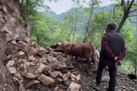 帮邻居爷爷把牛赶回家（下） 看完风景，趁着夜色把牛赶回来视频封面