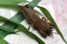 蝼蛄，也叫土狗子，名副其实的地下害虫。#蝼蛄视频封面