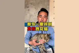 纯种狸花猫就应该是这样 #狸花猫 #纯种狸花猫 #大山 #农村 #猫咪