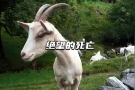 被羊一直舔脚是什么感觉？这被誉为古代最残酷的刑罚之一 #痒视频封面