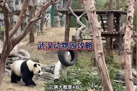 信阳自驾武汉动物园攻略来啦！大熊猫太可爱了#亲子游玩好去处视频封面