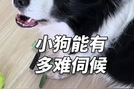 为什么说边牧的弃养率高？#边牧 #果然边牧是边牧狗是狗 #万物可爱计划 #它真的好像个小宝宝