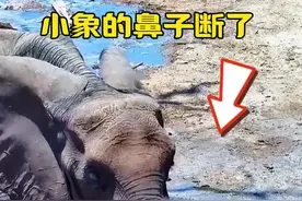 小象的鼻子断了，你知道他是怎么断的吗？ #神奇动物在抖音 #动物的迷惑行为视频封面