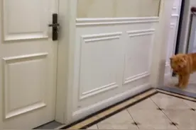 小米我对你变心了，今天的心比昨天更喜欢你了😭 #土松 #中华田园犬 #哦可爱可爱