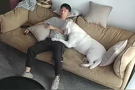 有一只爱打架的狗是什么体验#拉布拉多 #抖音萌宠出道计划视频封面