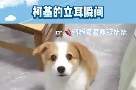 快看啊快看啊，我的耳朵立起来了。 #萌宠  #狗  #娱乐评论大赏视频封面