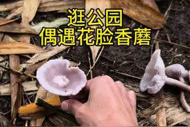 雨后的竹林花脸香蘑又开始出菇了 一种非常香的蘑菇，你吃过吗？#我的乡村生活 #花脸香蘑 #野生菌 #科普一下 #这种蘑菇你吃过吗视频封面