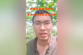 猕猴桃膨果前管理（一）——果实不转绿原因及处理#农业技术推广 #猕猴桃 #发黄视频封面