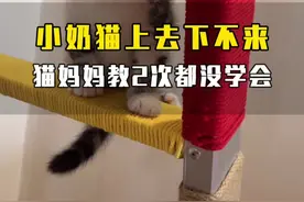 小奶猫爬高高下不来，猫妈妈教2个办法，都给孩子学废了😂#小奶猫的点点滴滴 #家里有猫 #动物的迷惑行为