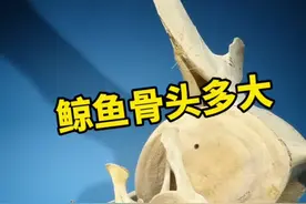 鲸鱼到底有多大，有没有更直观一点的对比 #鲸鱼 #鲸落 #海洋生物 #冷知识 #科普