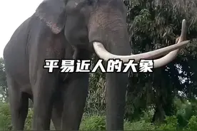 你见过如此平易近人的大象吗？分享女孩一家与大象友好相处的场面#野生动物零距离 #动物的迷惑行为