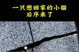 缝隙小猫最后在网友的帮助下，终于解救出来了。#墙缝里的一家三猫被救出来了 #墙缝里的猫 #这个世界不能没有小猫